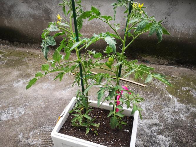 北方庭院西红柿种植时间和方法「怎么种植番茄呀图片大全视频」 北方庭院西红柿种植时间和方法「怎么种植番茄呀图片大全视频」 番茄病虫害防治