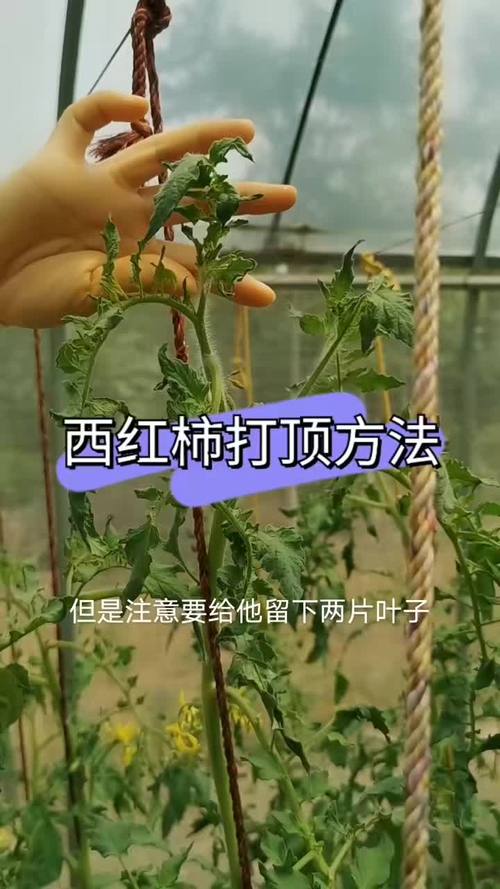 种小西红柿需要打顶吗「番茄打顶怎么种植视频」 种小西红柿需要打顶吗「番茄打顶怎么种植视频」 番茄种植技巧