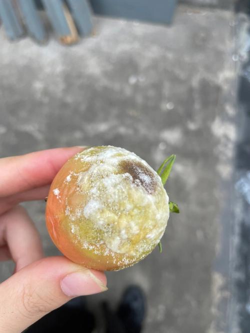 番茄种坏了怎么办「番茄坏了怎么种植的好呢视频」 番茄种坏了怎么办「番茄坏了怎么种植的好呢视频」 农业常识