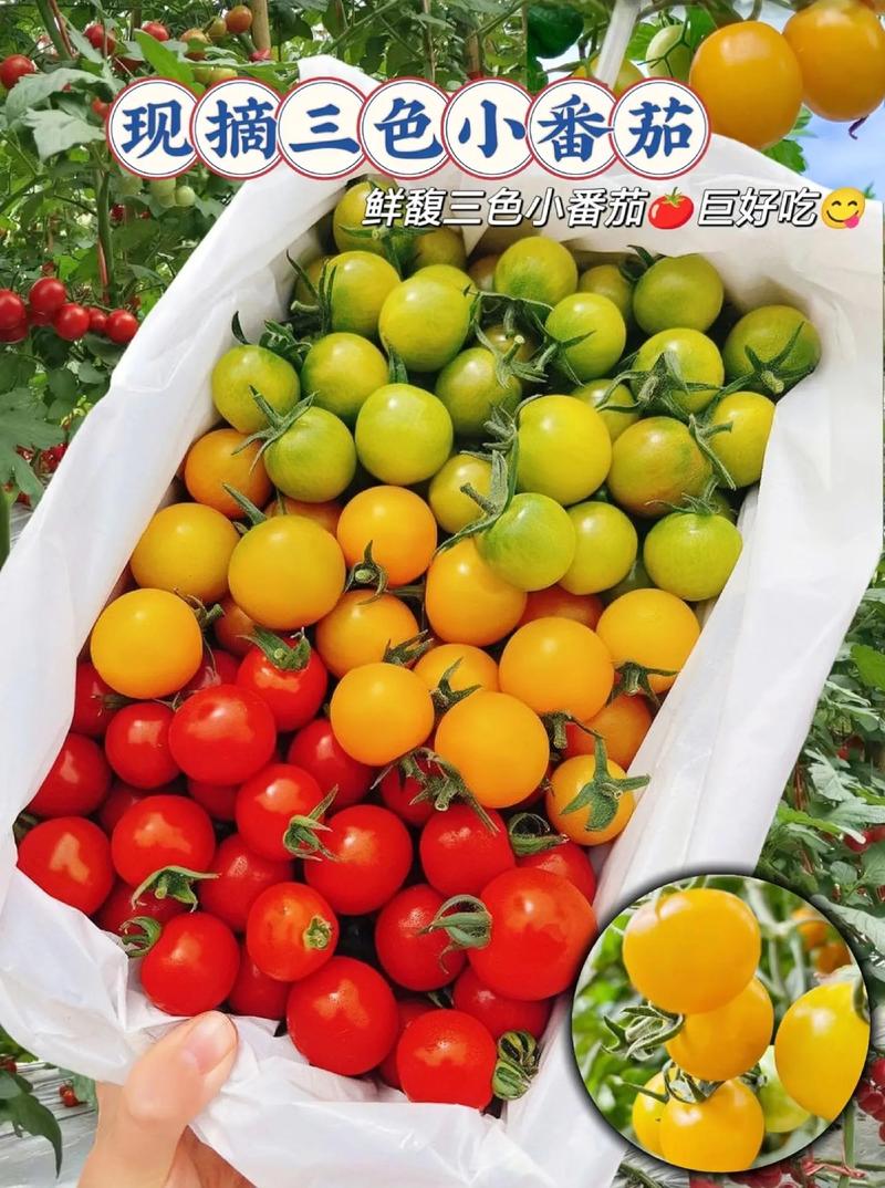 玲珑小番茄种植方法「成串的小番茄怎么种植视频」 玲珑小番茄种植方法「成串的小番茄怎么种植视频」 番茄种植技巧