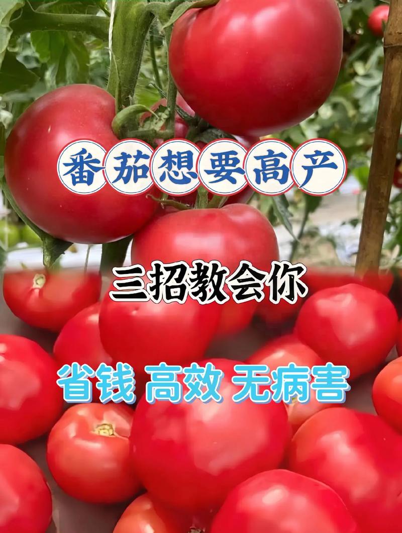 西红柿什么时候种最合适「番茄怎么时候种植好呢」 西红柿什么时候种最合适「番茄怎么时候种植好呢」 番茄种植技巧