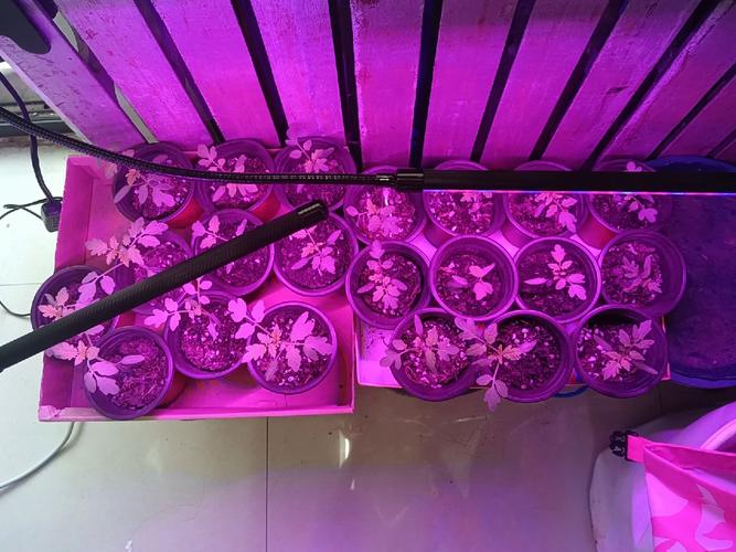 紫色小番茄盆栽种植方法「花盆种植矮番茄怎么种植」 紫色小番茄盆栽种植方法「花盆种植矮番茄怎么种植」 农业常识