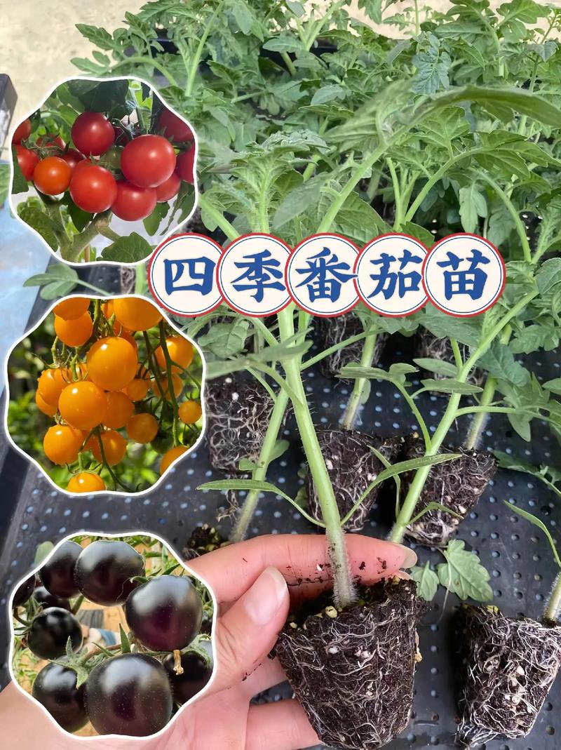 番茄视频怎么样好用吗「番茄苗怎么种植盆栽视频教程」 番茄视频怎么样好用吗「番茄苗怎么种植盆栽视频教程」 番茄种植技巧