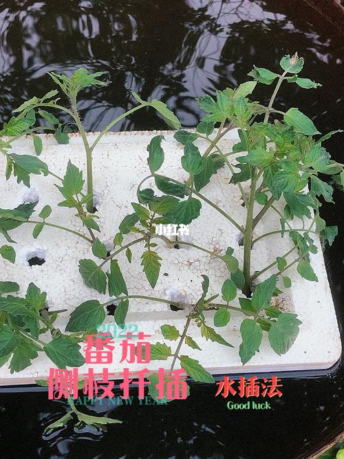 西红柿水培生根的方法「水培番茄种植阳台怎么种植」 番茄种植技巧 西红柿水培生根的方法「水培番茄种植阳台怎么种植」 西红柿水培生根的方法「水培番茄种植阳台怎么种植」 番茄种植技巧