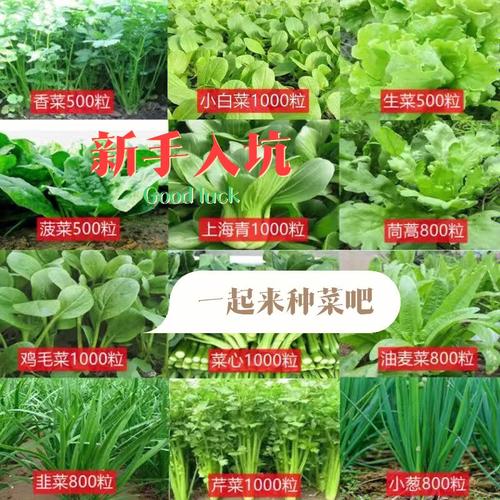 韭菜、萝卜缨、小白菜可以在家种植么？还有什么品种可以在家种植「香菜蔬菜种植技巧视频教程」 韭菜、萝卜缨、小白菜可以在家种植么？还有什么品种可以在家种植「香菜蔬菜种植技巧视频教程」 种植技巧