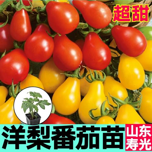 黄洋梨番茄苗区别「葫芦怎么种植小番茄苗视频」 黄洋梨番茄苗区别「葫芦怎么种植小番茄苗视频」 花朵知识