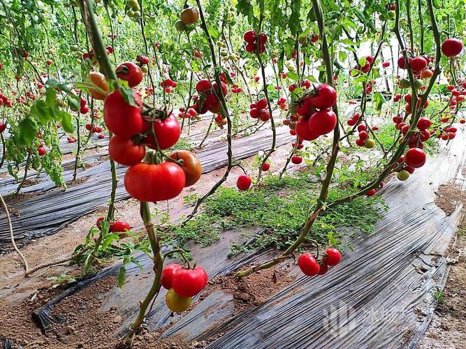 草莓西红柿大棚种植温度要求「草莓和番茄怎么种植的」 草莓西红柿大棚种植温度要求「草莓和番茄怎么种植的」 番茄病虫害防治
