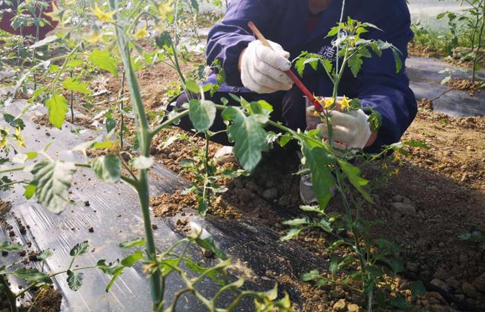 怎样能让蜜蜂在大棚内为西红柿授粉呢「番茄种植温棚怎么搭建好看」 怎样能让蜜蜂在大棚内为西红柿授粉呢「番茄种植温棚怎么搭建好看」 农业常识