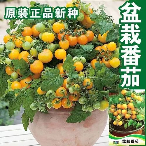 黄珍珠樱桃番茄怎么种「黄珍珠番茄苗怎么种植视频」 黄珍珠樱桃番茄怎么种「黄珍珠番茄苗怎么种植视频」 种植技巧