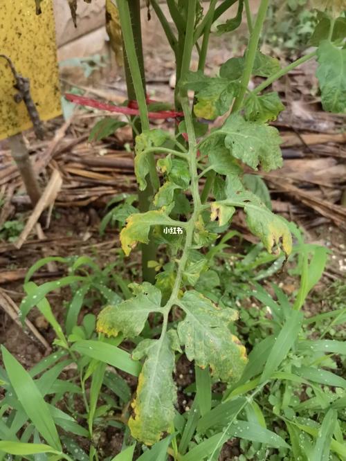 西红柿坏果病不用药怎么治「番茄坏了怎么种植的好呢」 西红柿坏果病不用药怎么治「番茄坏了怎么种植的好呢」 番茄病虫害防治