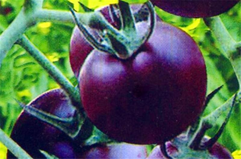 紫色番茄做法「紫色番茄籽怎么种植方法视频」 紫色番茄做法「紫色番茄籽怎么种植方法视频」 土壤施肥