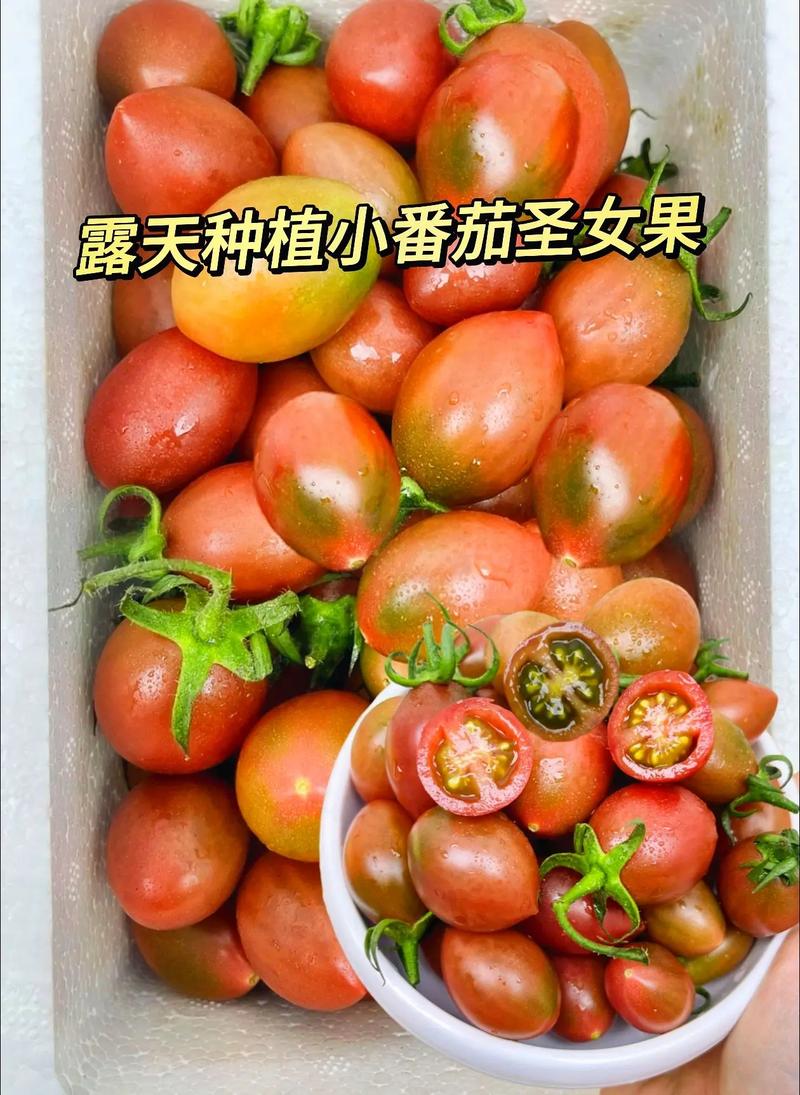 红圣女番茄怎么种植「白樱桃番茄种子怎么种植视频」 红圣女番茄怎么种植「白樱桃番茄种子怎么种植视频」 番茄病虫害防治