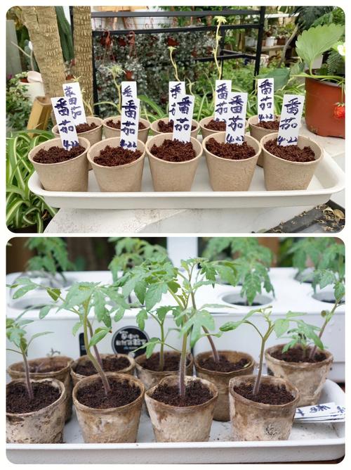 樱桃番茄怎么种植「白樱桃番茄种子怎么种植视频」 樱桃番茄怎么种植「白樱桃番茄种子怎么种植视频」 番茄病虫害防治