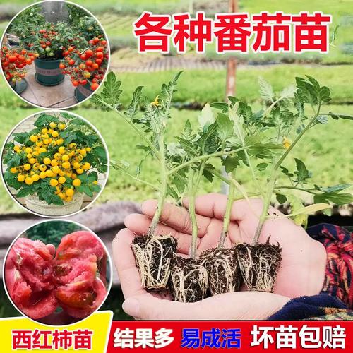 秋冬季节也可以栽种番茄，如何管理才能高产「冬天种植番茄苗怎么种植视频」 秋冬季节也可以栽种番茄，如何管理才能高产「冬天种植番茄苗怎么种植视频」 花朵知识