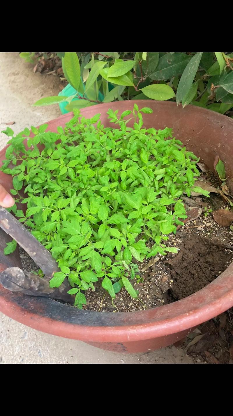 西红柿苗怎么种植「蔬菜苗 番茄苗怎么种植视频」 西红柿苗怎么种植「蔬菜苗 番茄苗怎么种植视频」 农业常识