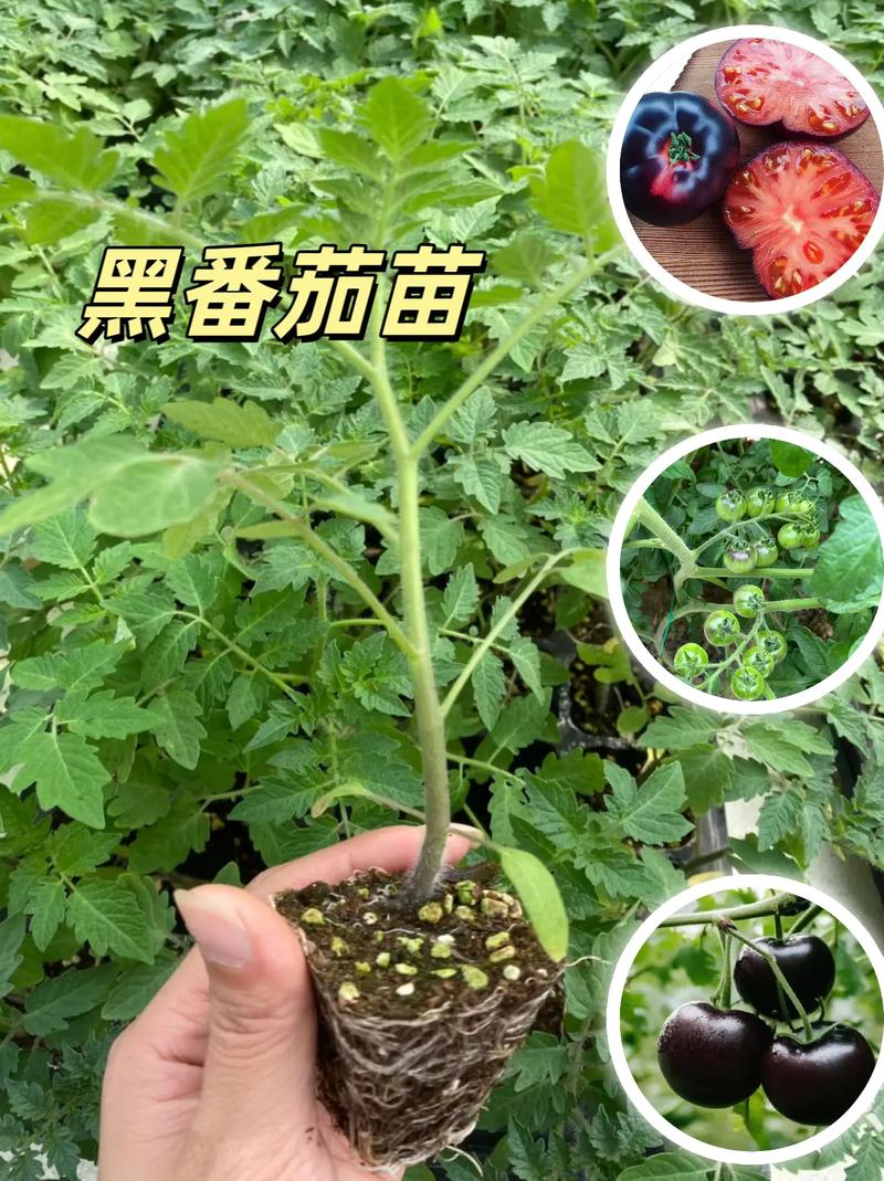 番茄小说推书视频怎么弄「番茄怎么种植秧苗视频教程」 番茄小说推书视频怎么弄「番茄怎么种植秧苗视频教程」 番茄种植技巧