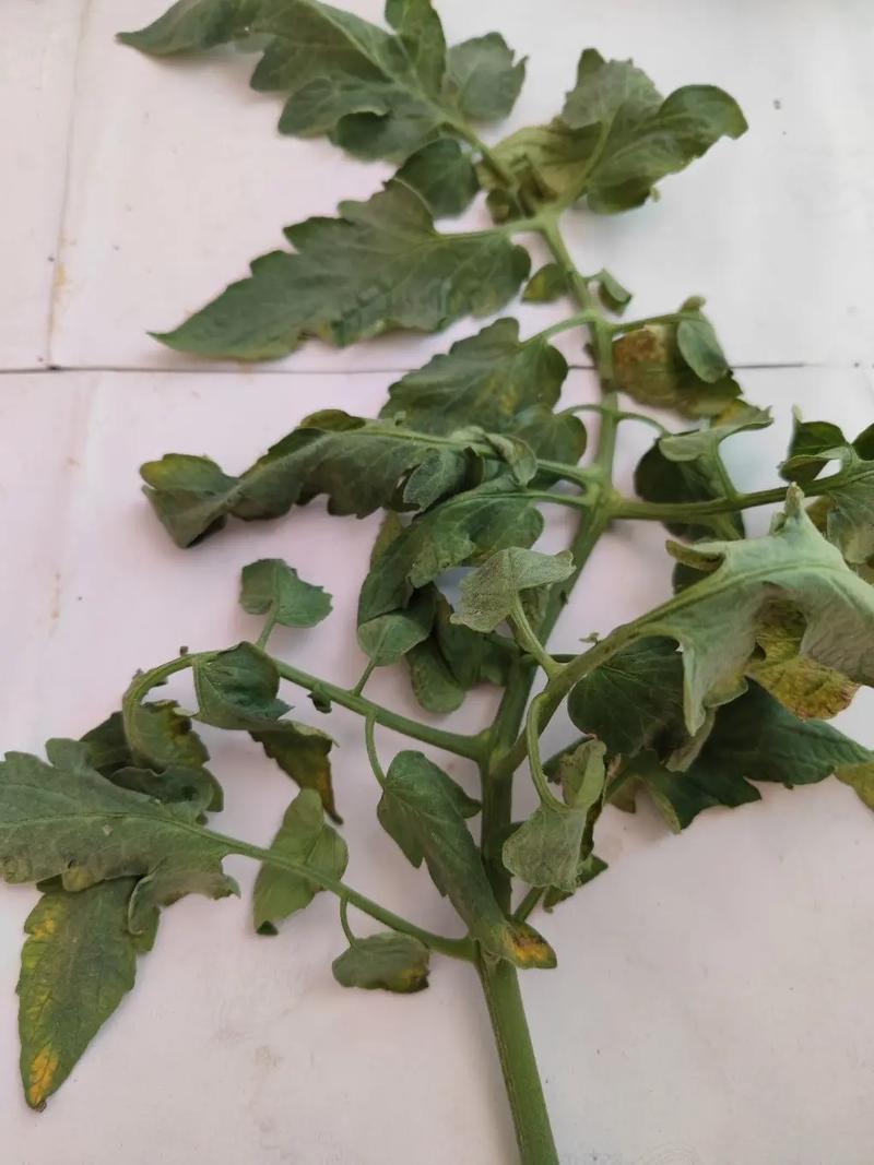 早春如何提前预防番茄细菌性斑疹病「番茄变种西红柿怎么种植视频」 番茄病虫害防治 早春如何提前预防番茄细菌性斑疹病「番茄变种西红柿怎么种植视频」 早春如何提前预防番茄细菌性斑疹病「番茄变种西红柿怎么种植视频」 番茄病虫害防治