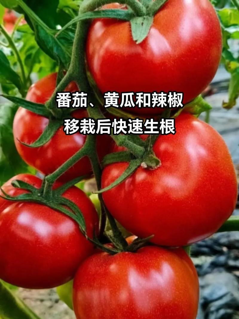 西红柿黄瓜需要用水浸泡多久「番茄用水怎么种植视频」 西红柿黄瓜需要用水浸泡多久「番茄用水怎么种植视频」 土壤施肥