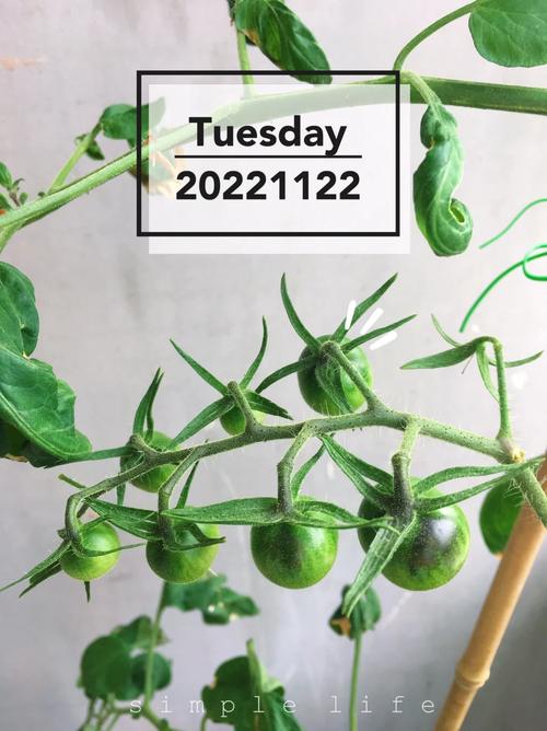 西红柿结果期间可以施鸡粪吗「种番茄用鸡粪可以吗」 西红柿结果期间可以施鸡粪吗「种番茄用鸡粪可以吗」 番茄种植技巧