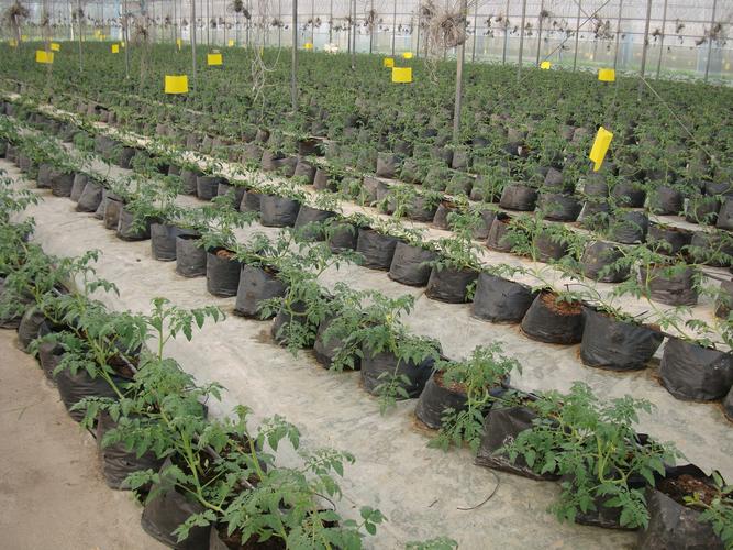 一亩地番茄需要多少基质料「番茄种植基质怎么配土」 一亩地番茄需要多少基质料「番茄种植基质怎么配土」 植物种类