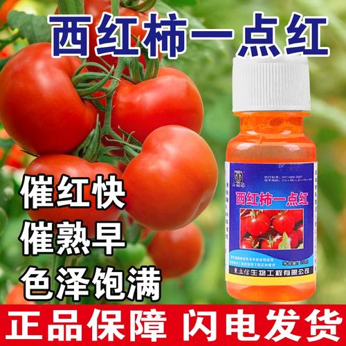 早产和吃打过崔红剂的西红柿有关系吗「早产番茄怎么种植视频」 早产和吃打过崔红剂的西红柿有关系吗「早产番茄怎么种植视频」 番茄病虫害防治