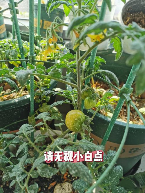 草莓西红柿的种植过程中的注意事项是什么「草莓番茄怎么种植视频教程」 草莓西红柿的种植过程中的注意事项是什么「草莓番茄怎么种植视频教程」 种植技巧