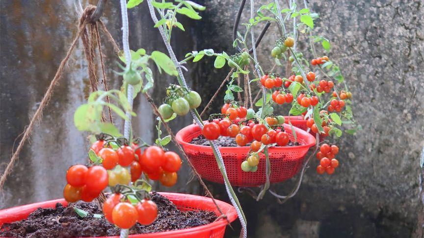 露地种植西红柿怎样放倒「露地番茄种植怎么平地种植」 露地种植西红柿怎样放倒「露地番茄种植怎么平地种植」 花朵知识