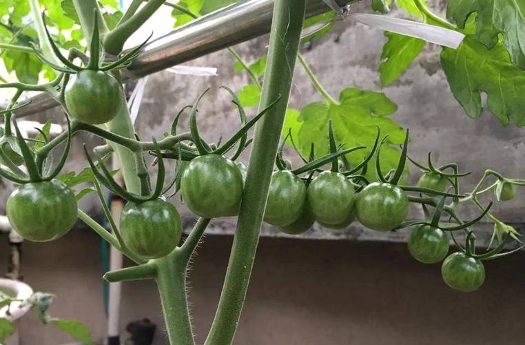 西红柿挂果后怎么管理「番茄种植后怎么吃最好」 西红柿挂果后怎么管理「番茄种植后怎么吃最好」 花朵知识