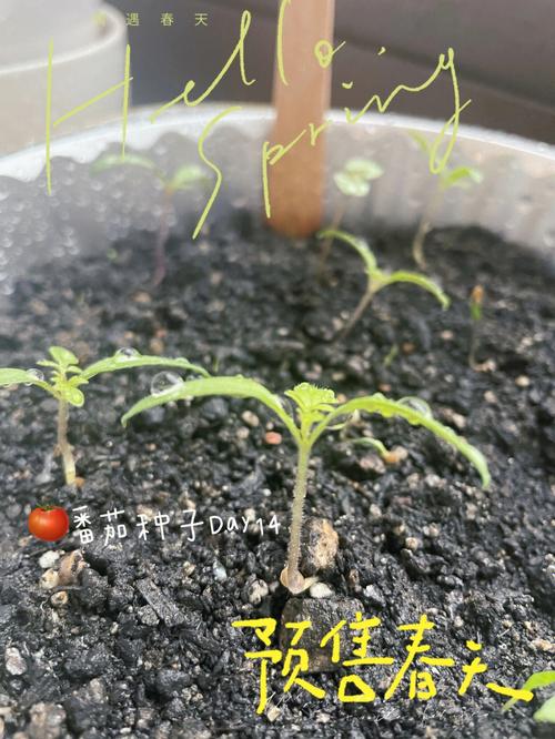 西红柿隔年的种子可以种吗「新鲜番茄籽怎么种植视频教程」 西红柿隔年的种子可以种吗「新鲜番茄籽怎么种植视频教程」 土壤施肥
