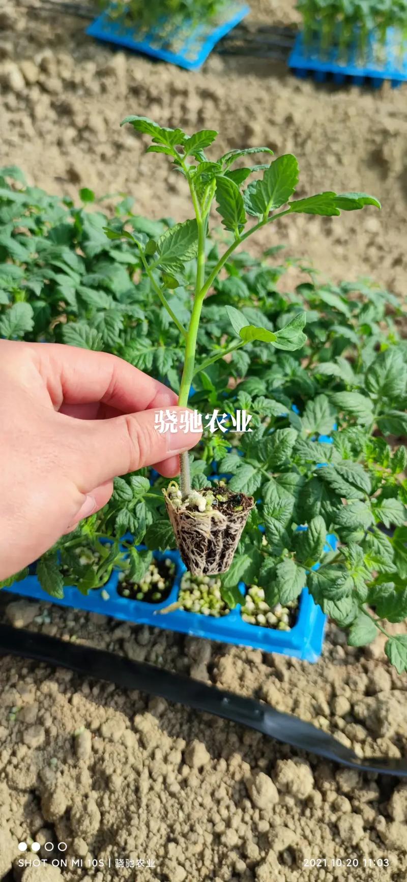 正宗釜山88番茄适合南方种吗「釜山88番茄种植方法」 正宗釜山88番茄适合南方种吗「釜山88番茄种植方法」 花朵知识