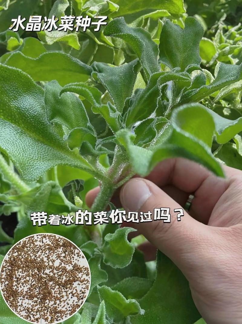 冬天冰菜种植方法「低温种植的植物」 冬天冰菜种植方法「低温种植的植物」 植物种类