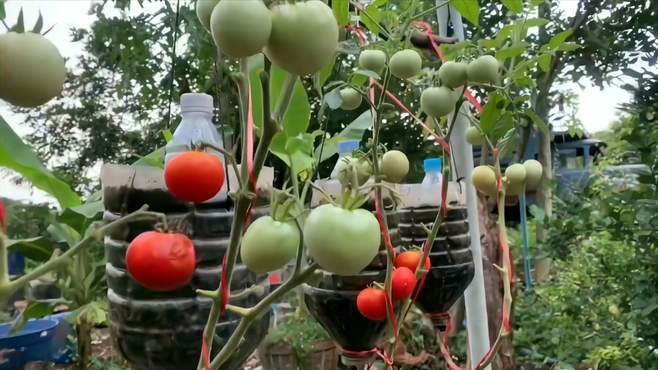 油桶种番茄倒立种好还是平常种好「油桶挂种植番茄怎么挂的」 油桶种番茄倒立种好还是平常种好「油桶挂种植番茄怎么挂的」 土壤施肥
