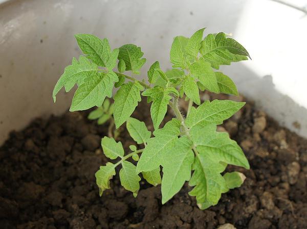 西红柿怎样栽苗最好「番茄菜苗怎么种植的好呢」 西红柿怎样栽苗最好「番茄菜苗怎么种植的好呢」 种植技巧