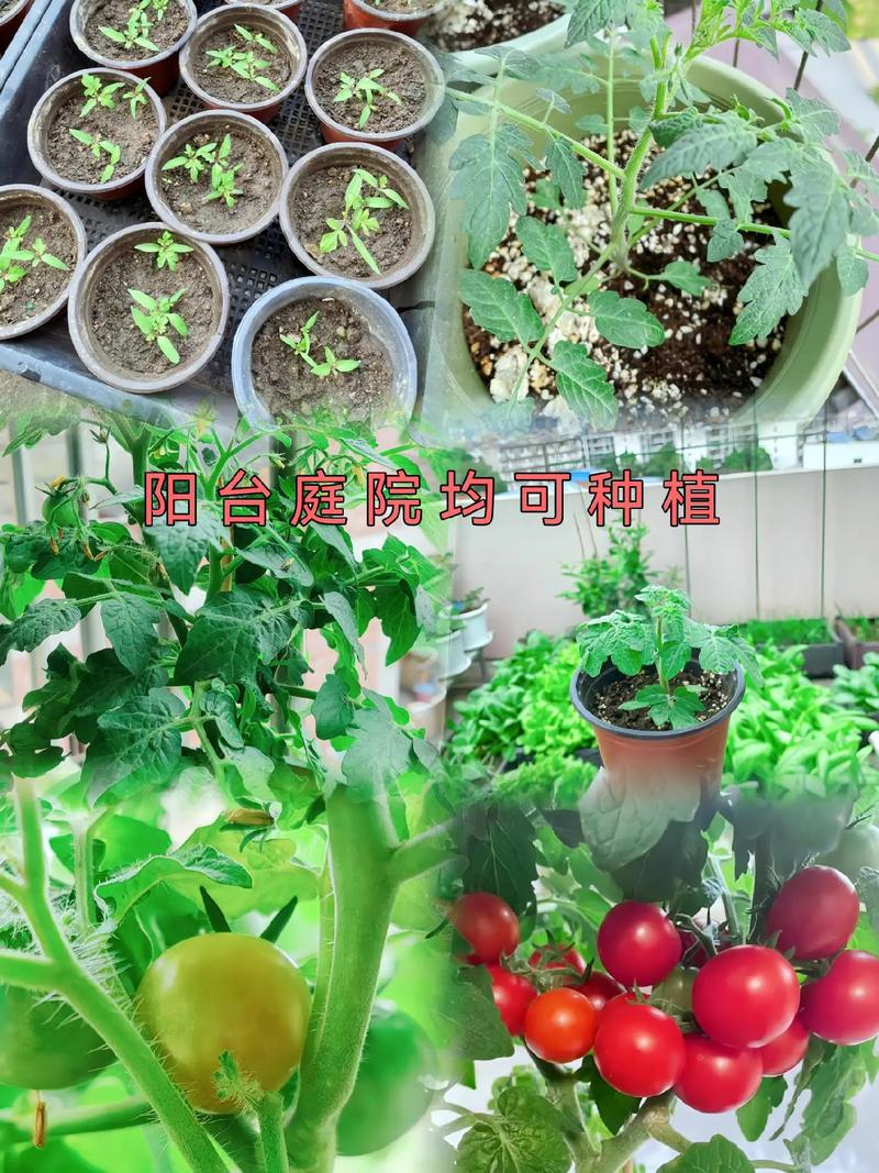 矮番茄怎么种植「怎么种植矮番茄种子呢视频」 矮番茄怎么种植「怎么种植矮番茄种子呢视频」 番茄病虫害防治