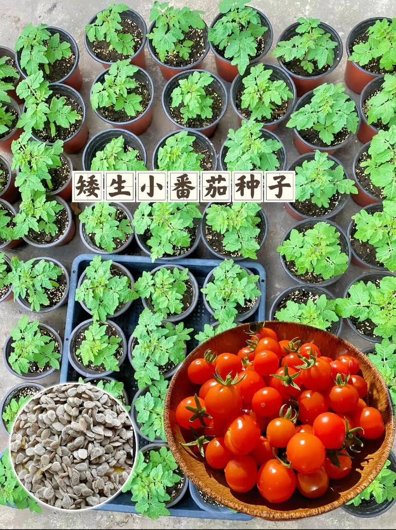 西红柿籽怎么种「家养番茄种子怎么种植视频」 西红柿籽怎么种「家养番茄种子怎么种植视频」 番茄病虫害防治