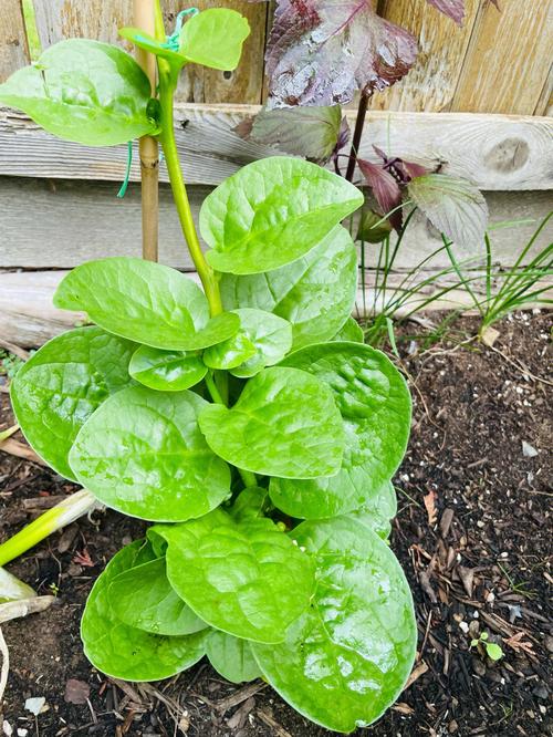 10月可以种植什么爬藤菜「瀑布番茄怎么爬藤种植的」 10月可以种植什么爬藤菜「瀑布番茄怎么爬藤种植的」 番茄种植技巧