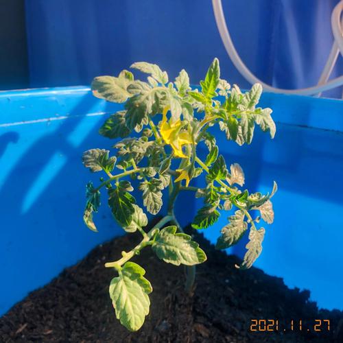 冬天阳光房可以种植番茄吗「冬天怎么种植番茄种子」 冬天阳光房可以种植番茄吗「冬天怎么种植番茄种子」 番茄种植技巧