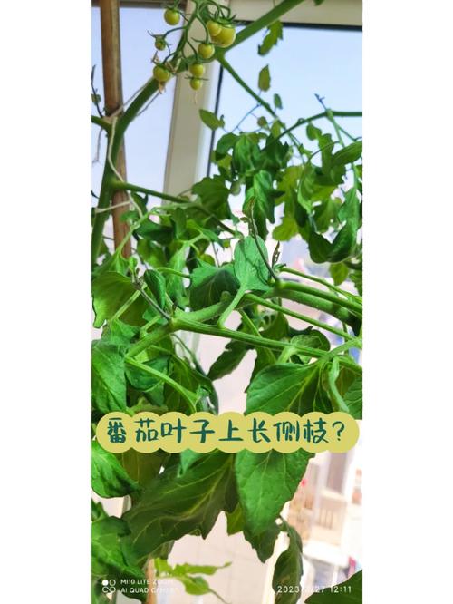西红柿种植如何掰芽摘叶「番茄怎么种植摘叶子」 西红柿种植如何掰芽摘叶「番茄怎么种植摘叶子」 花朵知识
