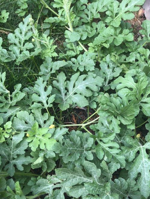 反季节西瓜怎么种「反季节番茄怎么种植视频」 反季节西瓜怎么种「反季节番茄怎么种植视频」 番茄种植技巧