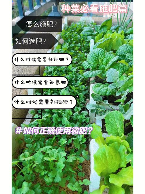 如何根据蔬菜不同生长时期的需肥情况进行合理施肥「蔬菜种植基本技巧施肥篇视频」 如何根据蔬菜不同生长时期的需肥情况进行合理施肥「蔬菜种植基本技巧施肥篇视频」 种植技巧