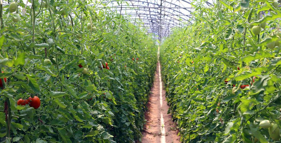 冬季了，大棚西红柿浇水温度在多少度合适「水桶种植番茄怎么种植」 冬季了，大棚西红柿浇水温度在多少度合适「水桶种植番茄怎么种植」 土壤施肥