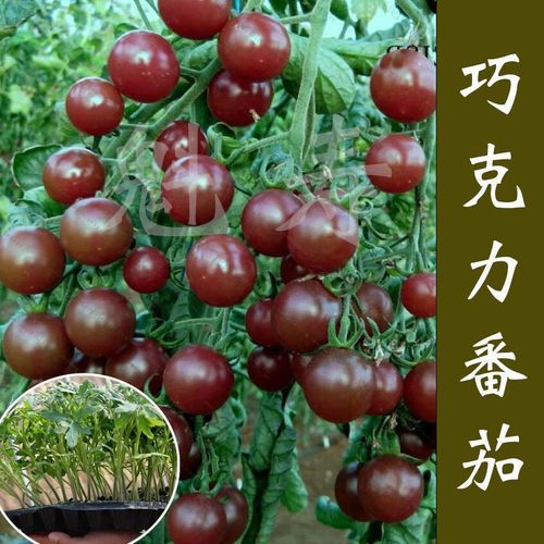 巧克力番茄好吃吗「巧克力番茄苗怎么种植视频」 巧克力番茄好吃吗「巧克力番茄苗怎么种植视频」 土壤施肥