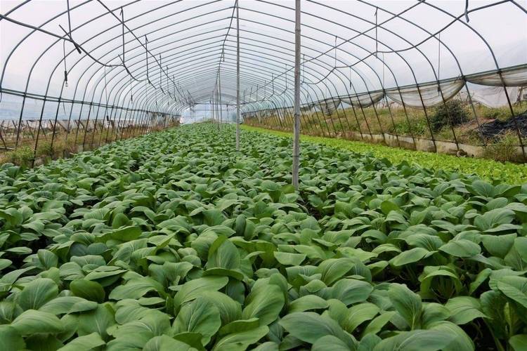 承包了100亩土地种植蔬菜，要怎么管理「各种蔬菜种植管理技巧和方法」 承包了100亩土地种植蔬菜，要怎么管理「各种蔬菜种植管理技巧和方法」 花朵知识