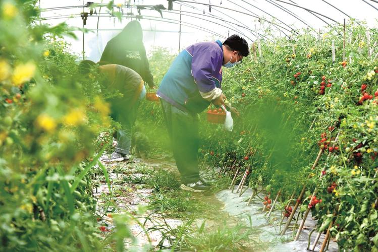 番茄的采收怎样进行「小番茄自己采摘怎么种植视频」 番茄的采收怎样进行「小番茄自己采摘怎么种植视频」 番茄种植技巧