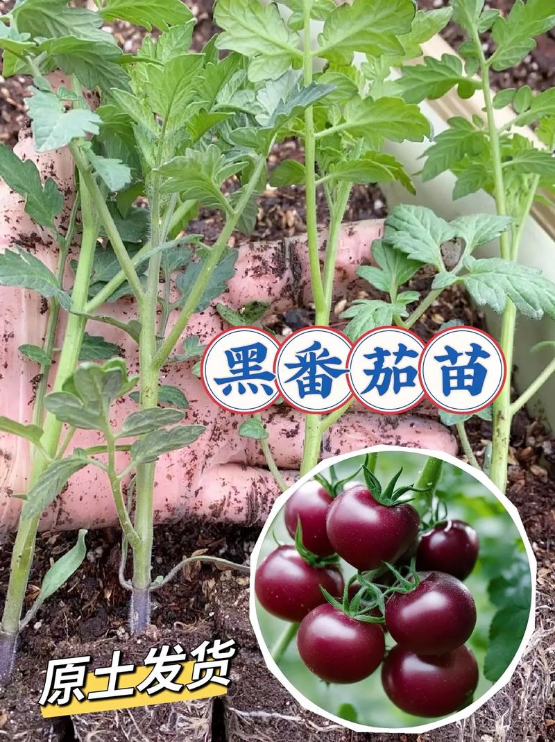 樱桃番茄怎么种植「樱桃黑番茄花盆怎么种植视频」 樱桃番茄怎么种植「樱桃黑番茄花盆怎么种植视频」 农业常识