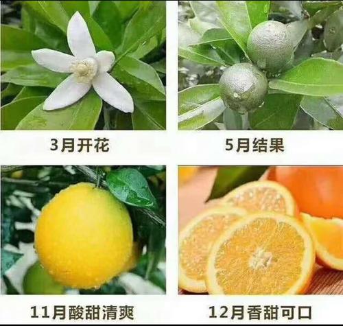 脐橙的种植和管理「橙子怎么种植小番茄苗视频」 脐橙的种植和管理「橙子怎么种植小番茄苗视频」 种植技巧