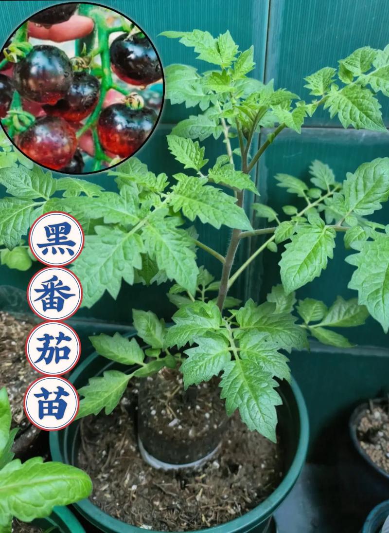 番茄怎么种植可以生长的更好「番茄怎么种植会产量高些」 番茄怎么种植可以生长的更好「番茄怎么种植会产量高些」 番茄种植技巧