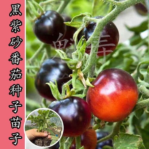 柿子茄子怎么种「黑柿子番茄怎么种植视频」 柿子茄子怎么种「黑柿子番茄怎么种植视频」 农业常识