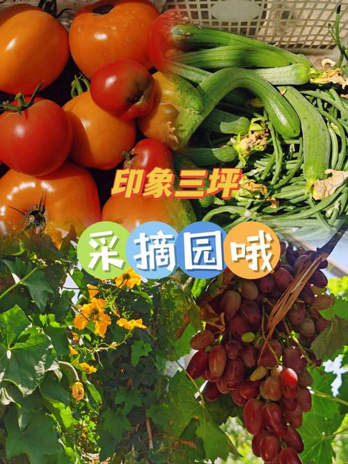 乌鲁木齐蔬菜直销店是怎么开的「乌鲁木齐蔬菜种植技巧和方法」 乌鲁木齐蔬菜直销店是怎么开的「乌鲁木齐蔬菜种植技巧和方法」 农业常识