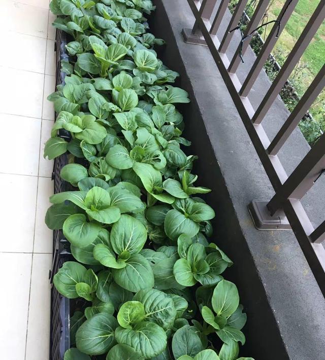在家庭室内种植蔬菜要注意哪些问题「室内蔬菜种植小技巧图片大全」 在家庭室内种植蔬菜要注意哪些问题「室内蔬菜种植小技巧图片大全」 番茄病虫害防治